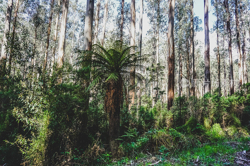 欣赏澳大利亚的热带雨林。