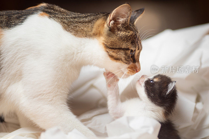 母爱――可爱的小猫和猫妈妈亲吻鼻子