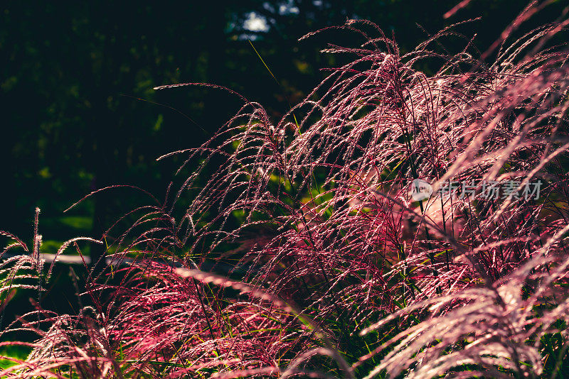 春天的草地。自然背景。花和植物。