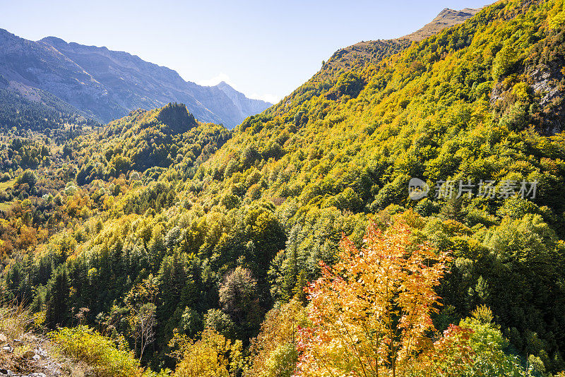 乌斯卡的奥德萨比利牛斯，西班牙布贾鲁洛山毛榉林的秋天