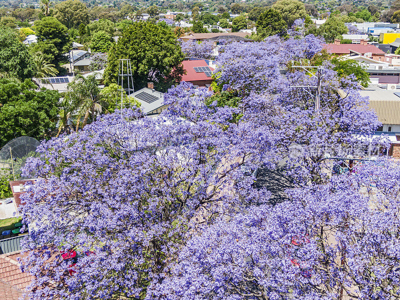 从空中俯瞰紫色蓝花楹街道树冠到郊区屋顶