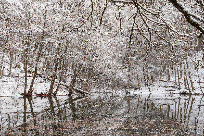 秋天的黄叶漂浮在水面上，冬天在土耳其博鲁的Yedigoller树上的雪