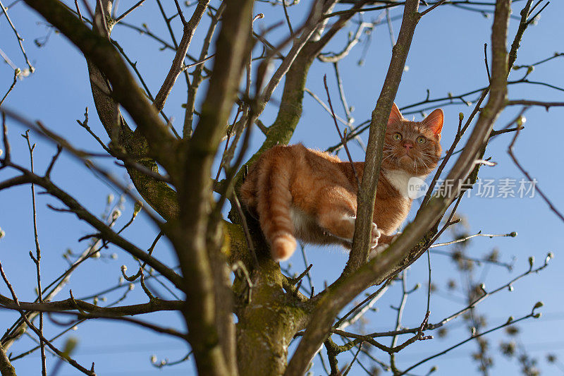 一只漂亮的红猫被困在树上，正在寻求帮助。