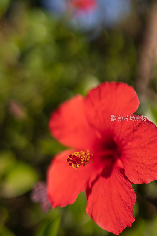 近距离观察芙蓉花的头