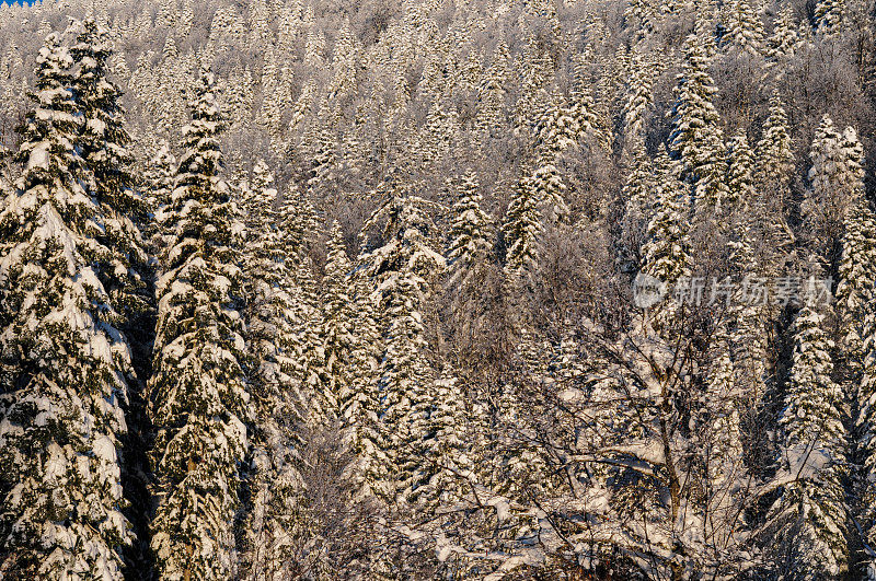 雪落在枞树上