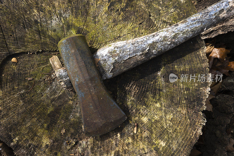 一把旧斧头放在一棵长满苔藓的老树干上。