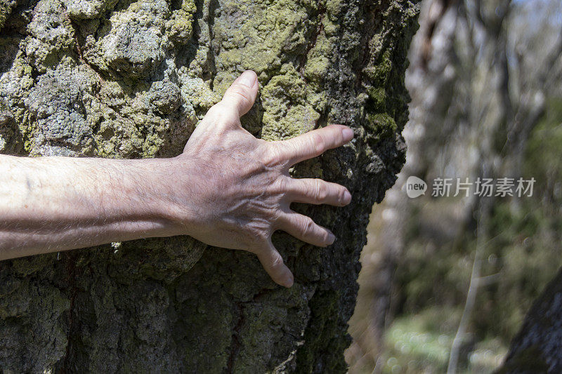 一只手在斯堪的纳维亚森林原始野生环境中抓住一棵百年老橡树