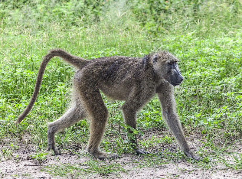 雌性恰克玛狒狒，熊papio，正在行走。丘比NP、博茨瓦纳