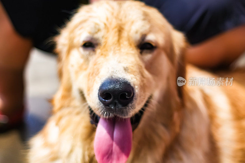 疲惫的金毛猎犬在水里玩耍，伸出舌头，微笑着，放松，快乐，满足