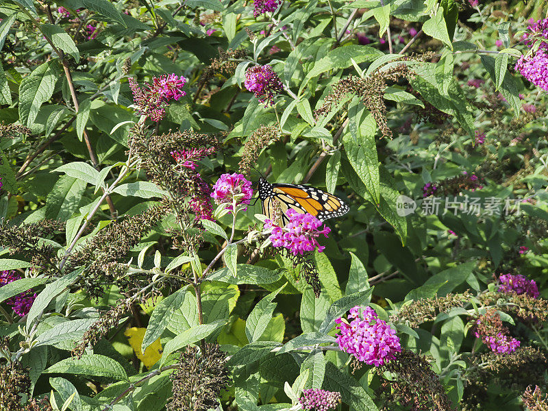 黑脉金斑蝶和乳草