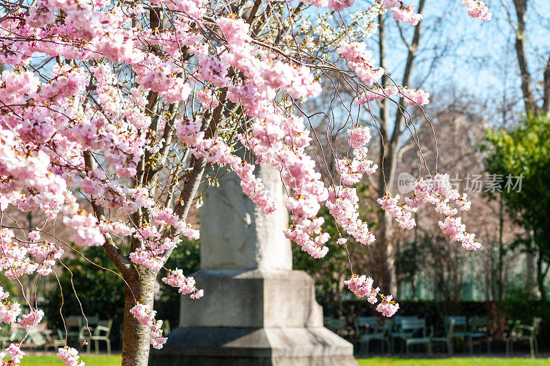 樱花在卢森堡公园开花-巴黎