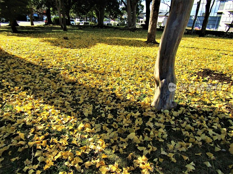日本12月。秋天的地毯。