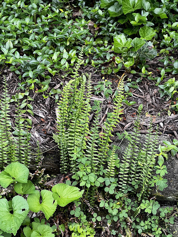 从岩石里长出来的蕨类植物