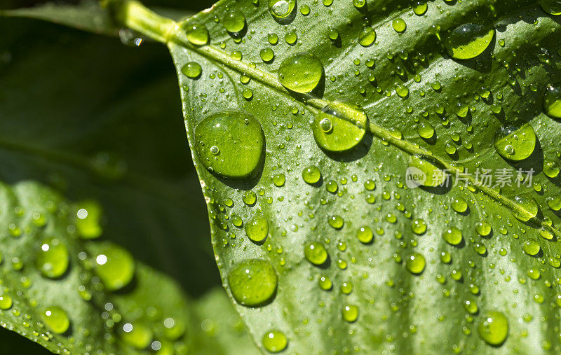 柠檬叶子上的雨滴