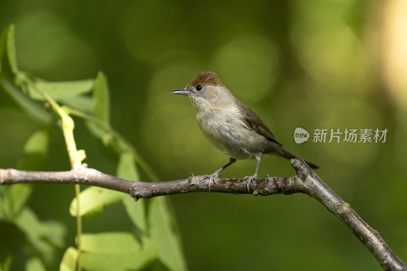 黑头莺(西尔维娅)