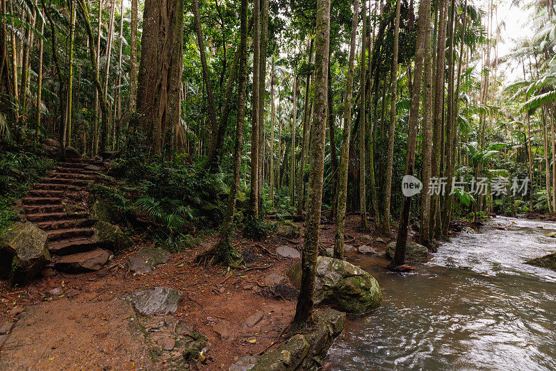 澳大利亚坦博林国家公园的雨林和溪流