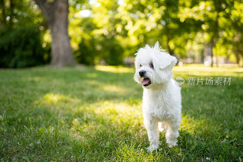 这只马耳他犬在公园里享受夏日的美好时光