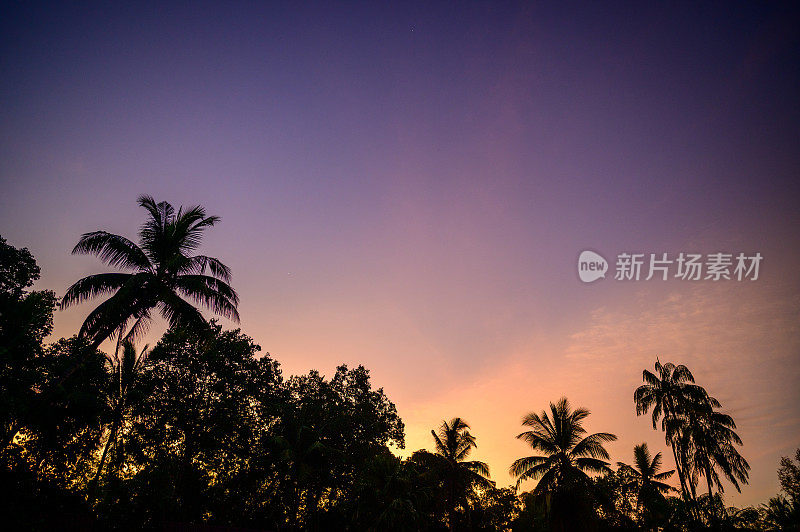 椰子树的剪影在深紫色的天空背景与日出