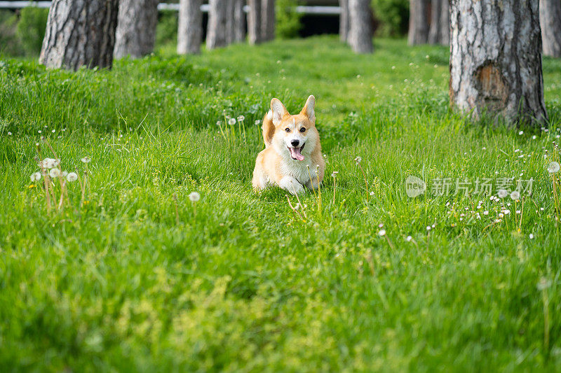 一只彭布罗克威尔士柯基犬正在公园里玩耍