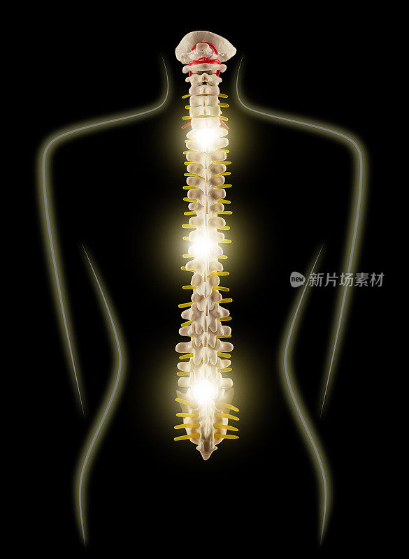 脊椎健康。女性轮廓与发光的脊柱显示骨干健康，概念