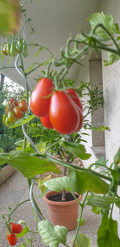 自家种植的成熟番茄在花盆里