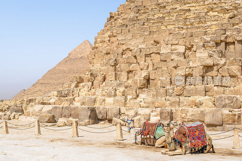 埃及吉萨墓地，骆驼躺在吉萨金字塔前