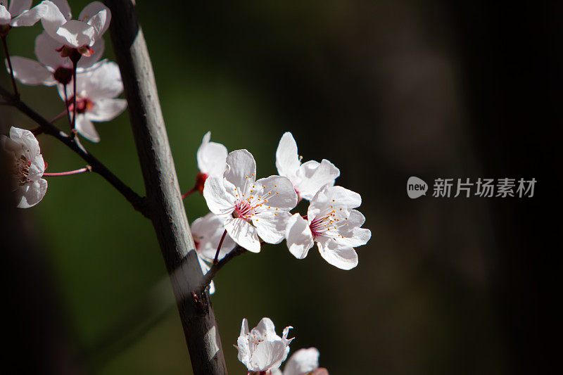 春天的樱花