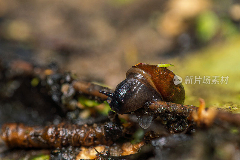 树林里的小蜗牛，特写镜头