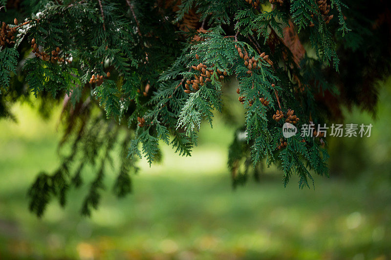 杉树树枝背景