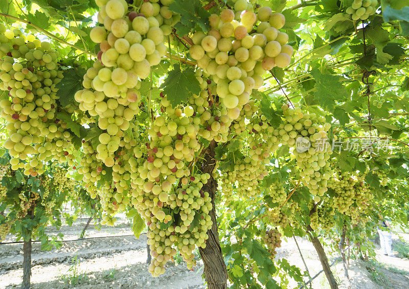土耳其马尼萨一个葡萄园的藤蔓上长着白葡萄