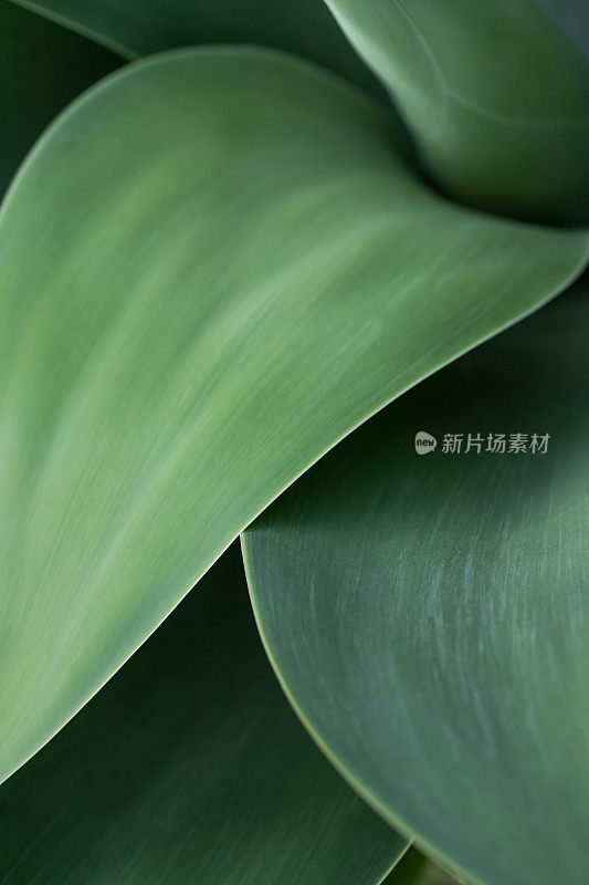 多肉龙舌兰植物叶片宏观抽象背景