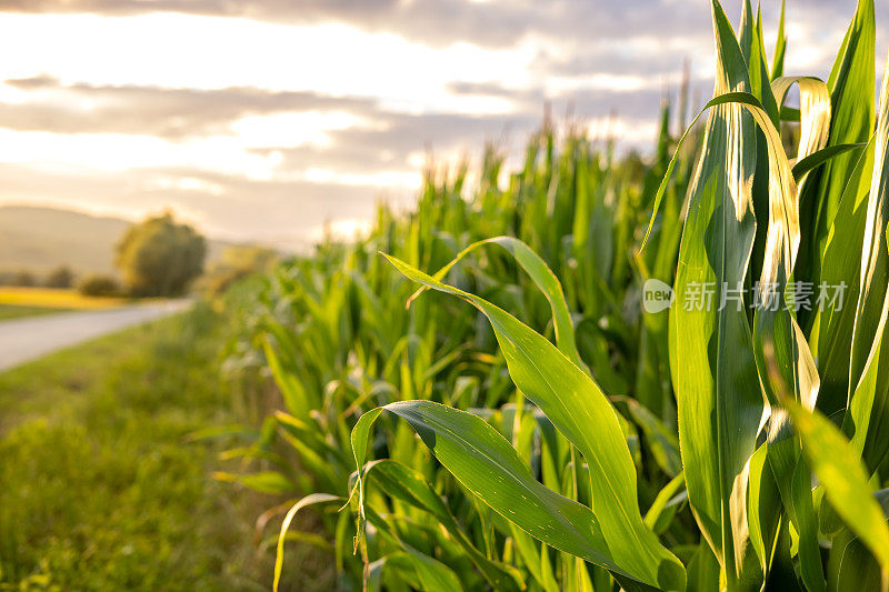 玉米地在夕阳下随路而行。