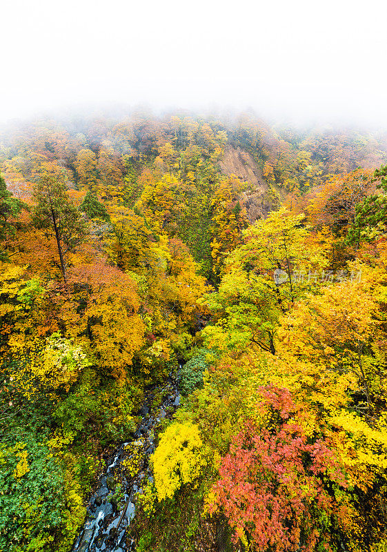 在秋天的日本北部山区，雄伟多彩的山腰和上面的浓雾