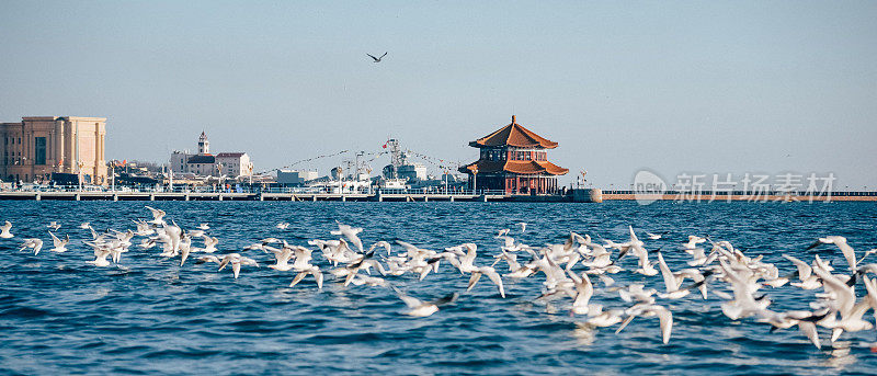 中国山东省青岛的海滨城市景观，栈桥和海鸥