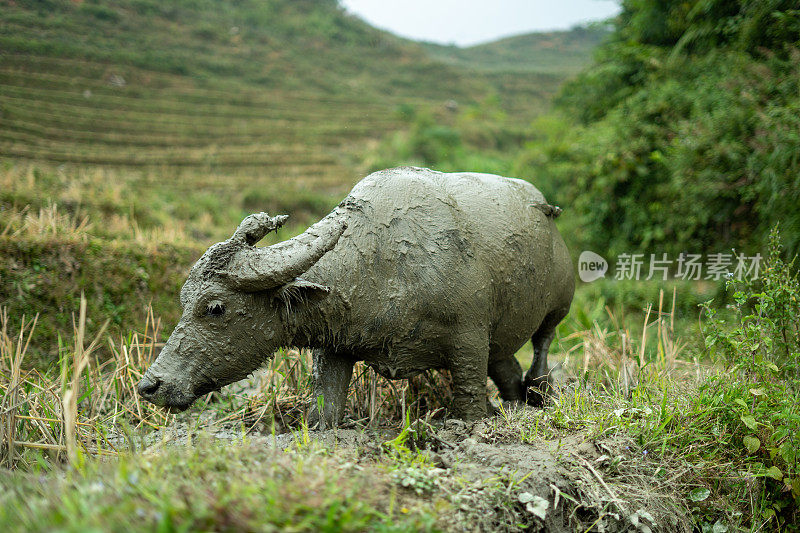 越南萨帕农场的水牛在泥里