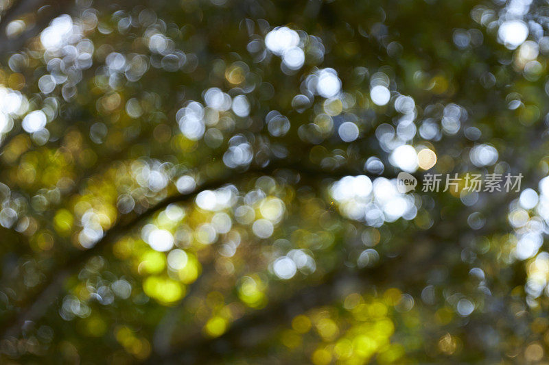 绿色的森林与蓝天的散景背景。离焦和模糊镜头效果。