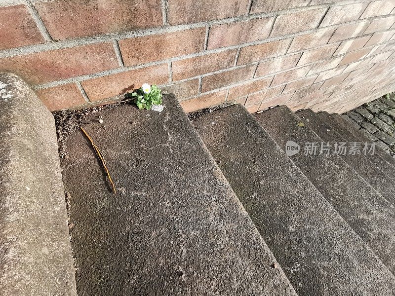 沥青楼梯边的一株花预示着春天的到来