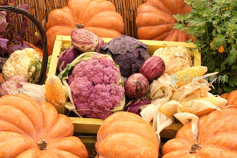 有机南瓜和蔬菜的木箱在农业博览会。秋收时节概念。园林秋季自然植物