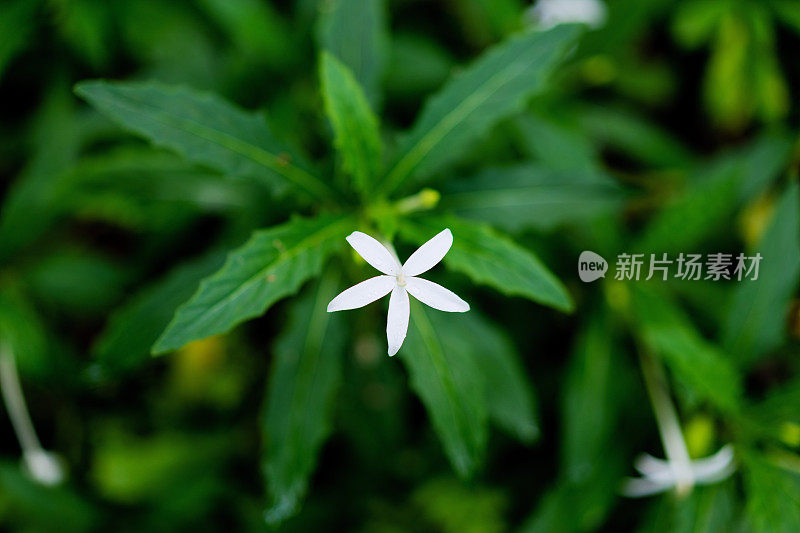 郁郁葱葱的绿色植物在热带丛林森林马来西亚槟城岛