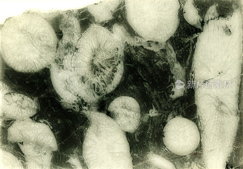 古古生代珊瑚化石显微照片