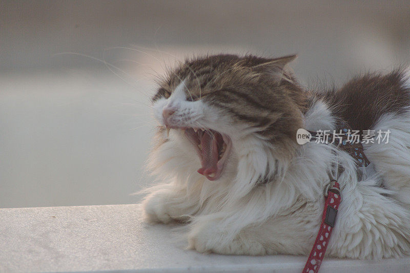 猫在阳台打哈欠靠近博德鲁姆穆格拉土耳其