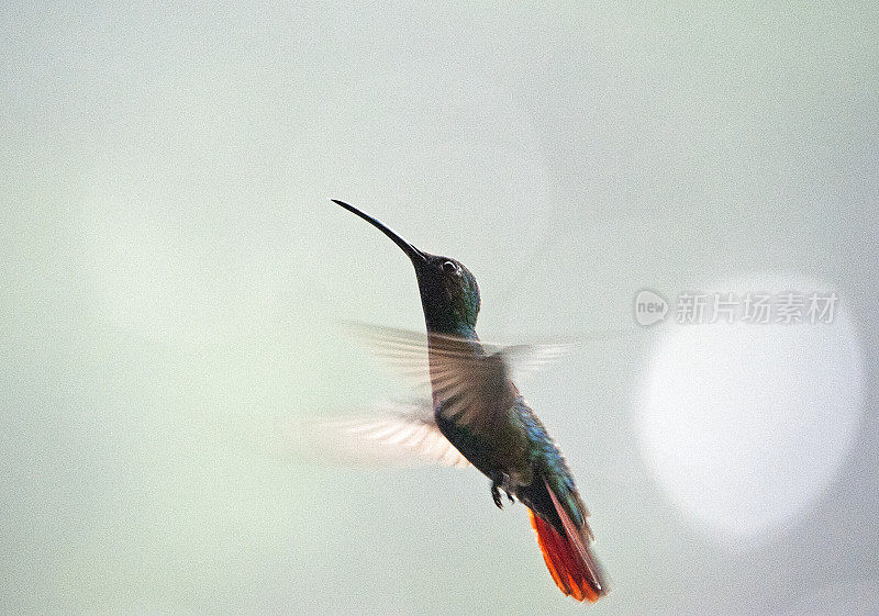哥斯达黎加，托里阿尔巴，翅膀上的绿胸芒果蜂鸟