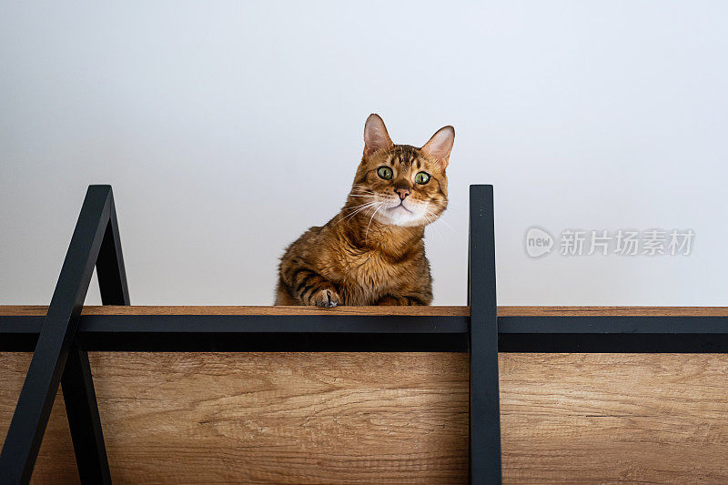 有趣的猫坐在架子上。孟加拉猫从架子上往下看。