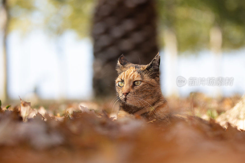 一只五颜六色的流浪猫正坐在草地上。