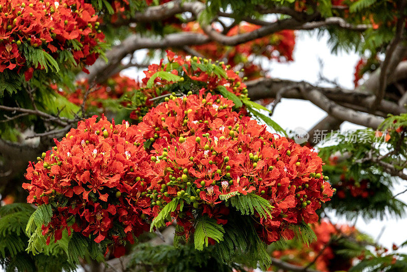 近距离开花火焰树与美丽的红色花朵，皇家Poinciana，背景与复制空间