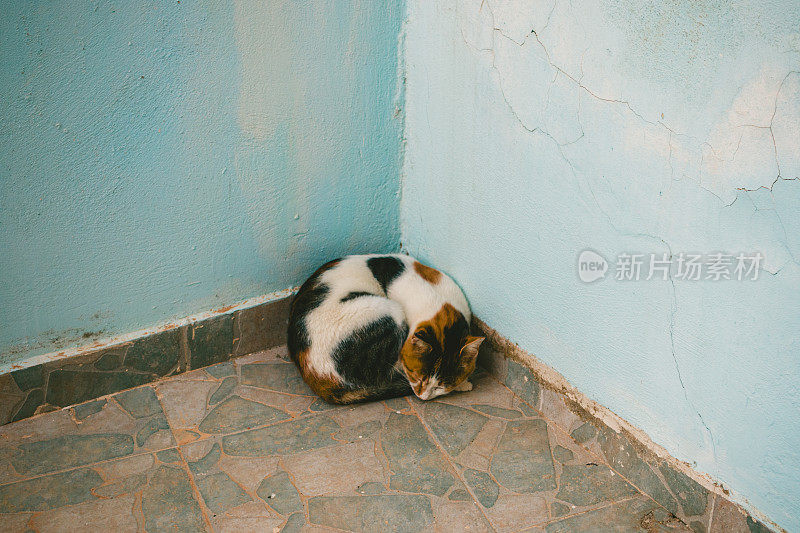 希腊卡尔帕索斯熟睡的流浪猫
