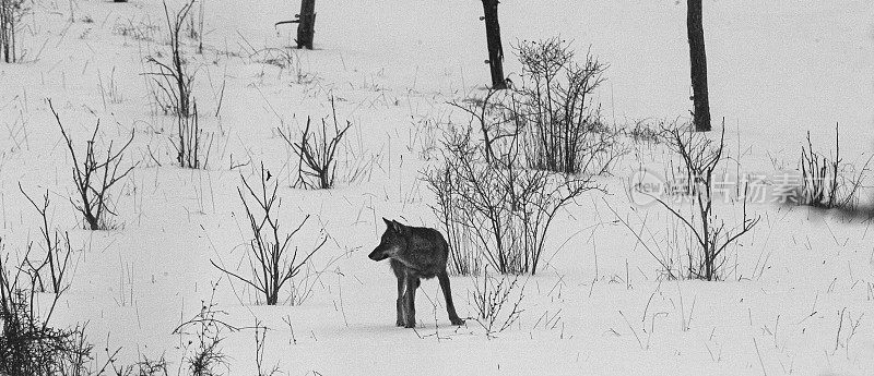 冬天在阿布鲁佐亚平宁山脉上的狼