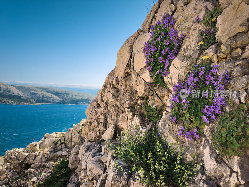 山的花