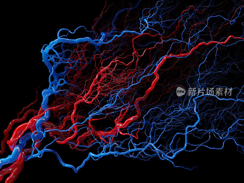 血管系统-黑色医学插图上的血管