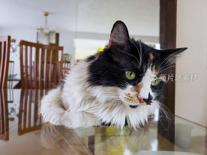 猫在玻璃餐桌上
